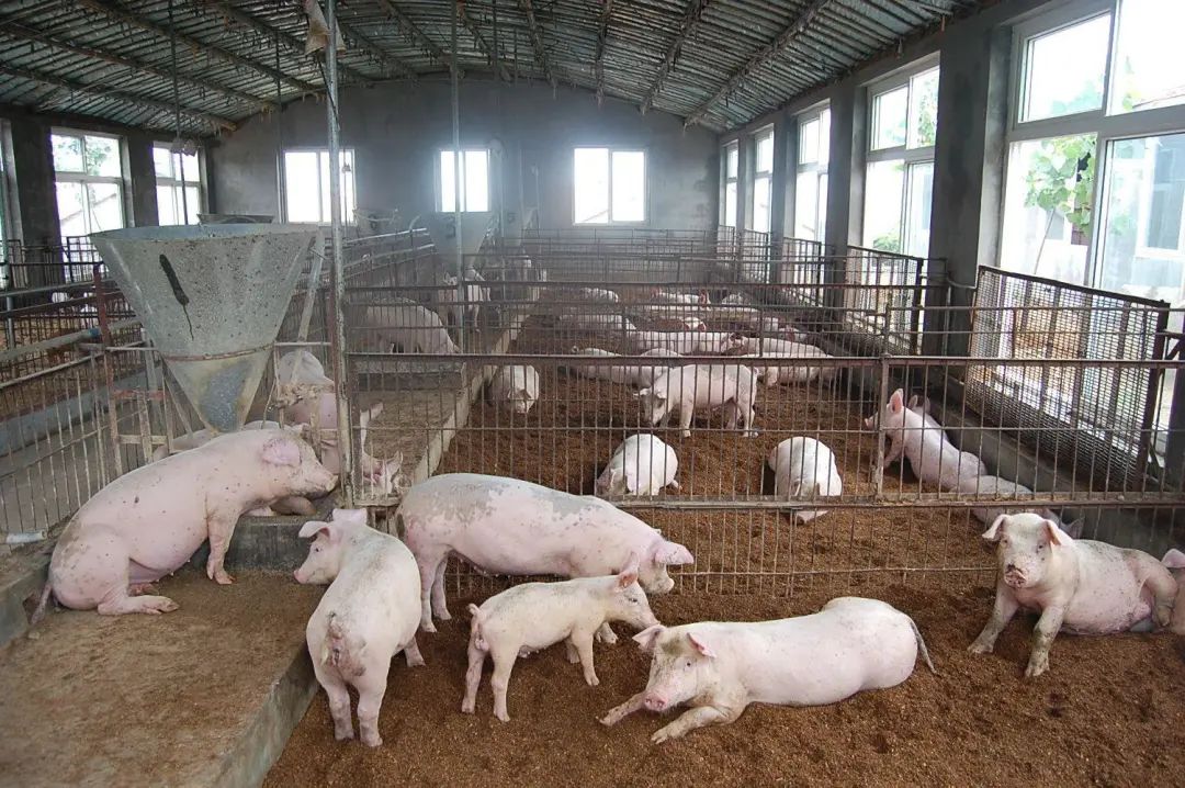 動物無害化處理廠，惡臭異味危害大，<a href='/' style='color: blue;' target='_blank'>工業除臭劑</a>起作用！.jpg