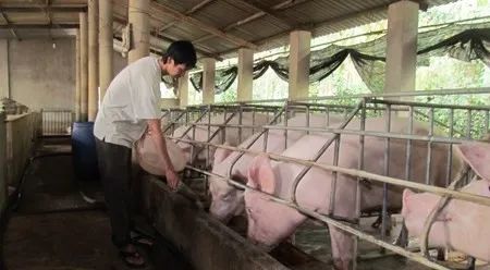 養(yǎng)殖場(chǎng)臭味難治理？潔匠凈化幫您輕松解決！.jpg
